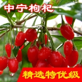 福星草中寧枸杞罐裝100克